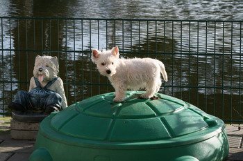 Westie auf einer Gartenkugel