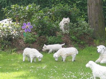 Westies spielen auf der Wiese