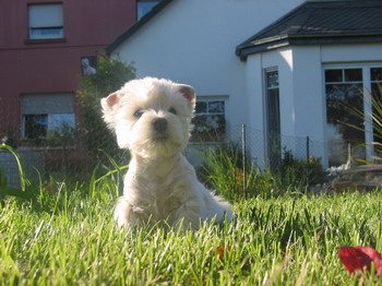 Westie sitzt im Gras vor dem Haus
