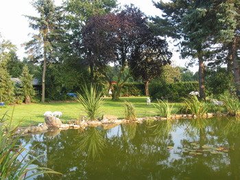 Gartenteich im Sommer