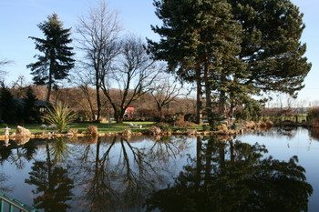 Teich mit Bäumen