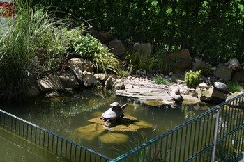 Teich mit Seerosen