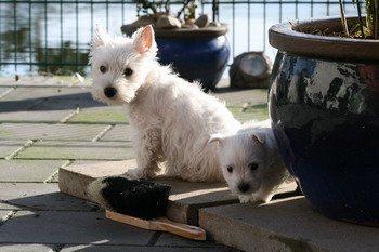 Westie auf der Terrasse