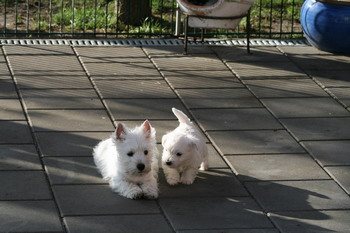 Westies auf der Terrasse