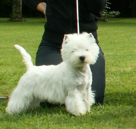 Geli’s Speciel V.I.P. Of White Castle „Lilly“ im Stand