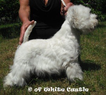 Nelly in Saarbrücken 2010, Bester Westie Puppy