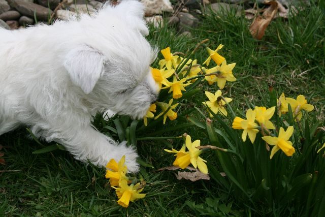 Welpen schnuppern im Frühling