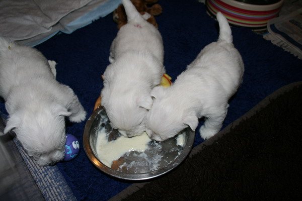„Was hast du denn da Leckeres an der Schnute?“