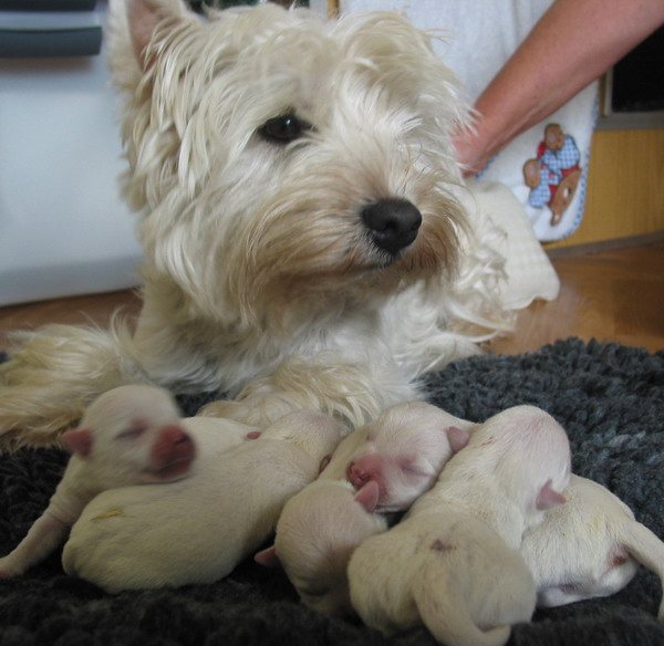 Welpen ruhen bei Mama