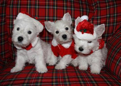 Westie-Impression
