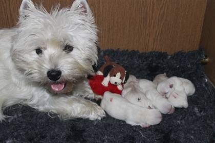 Westie-Impression