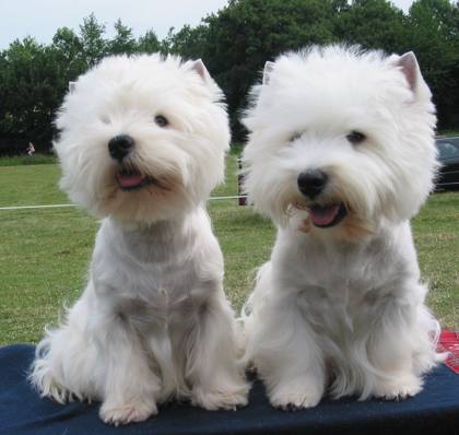 Westie-Impression