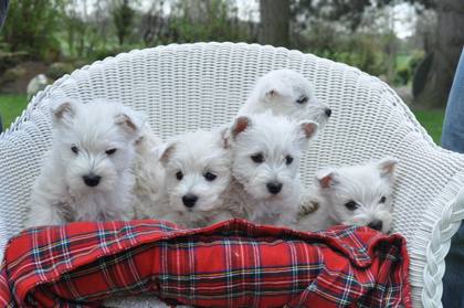Westie-Impression