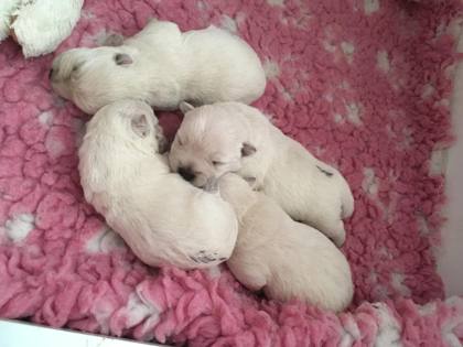Westie-Impression