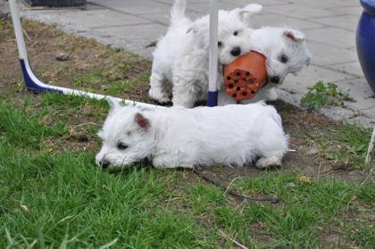 Westie-Impression