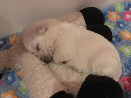 Westie-Impression