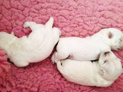 Westie-Impression