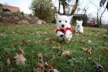 Westie-Impression