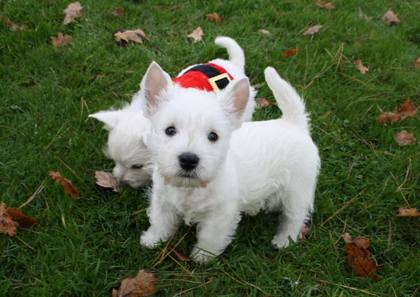 Westie-Impression
