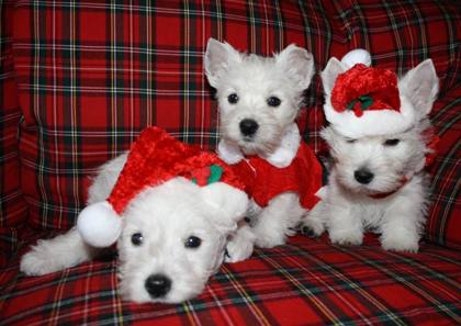 Westie-Impression