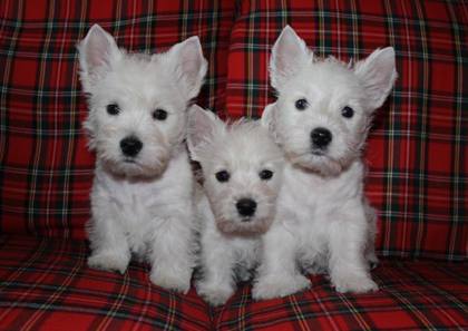 Westie-Impression