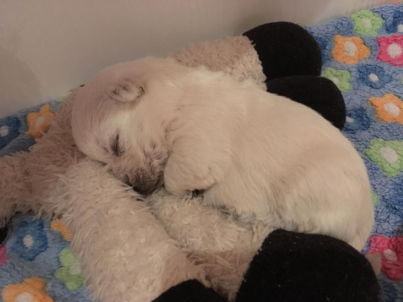 Westie-Welpe