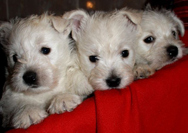 Westie-Welpen