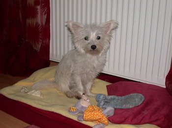 Marley, eine kleine Mischlingshündin